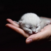 ��ӭ�����������