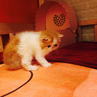 ɹɹ�Ҽ�ɵ���ס���