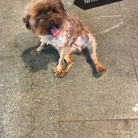 ���͵İŰ���