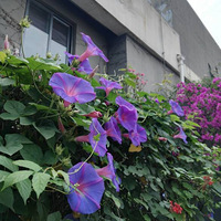 ������Ļ����ò���