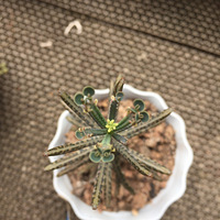 ���г�Ч....