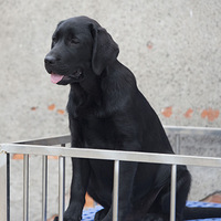 �ĸ��µ�С����