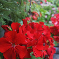 �������ÿ�������