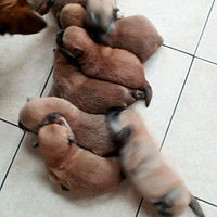 ��ֻ�����蹲��10��������������������