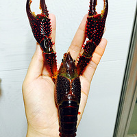 ��������á�С��Ϻ��