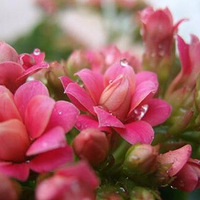 ����ЩƯ�������ڽ������ʺ��������ڵ�ֲ�