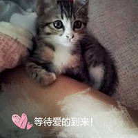 ����С�滨è���в�ʺ�١�