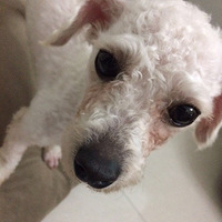 ���������������졿һֻ���ܹ�������