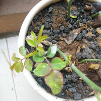 �¼��������ˣ����Ƽ�ҩ�ͷ���