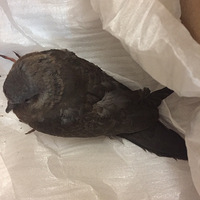 ����һ�³������ĸ��֣���������һֻ������ô��������