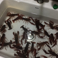 �Լ�������С��Ϻ+����������С��Ϻ��