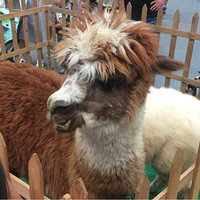 ����չ����