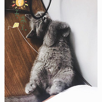 ��¼С�ɰ����ճ�����