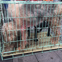 �����������������֮�󱻹��������ĺܲҵĹ���