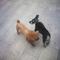 8000Ԫ��лѰ�Ҷ�ʧѩ����