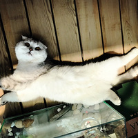 �����������ˡ�