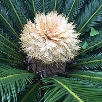 ���������ˣ��ư�˵��