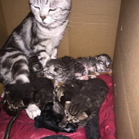 С��è������