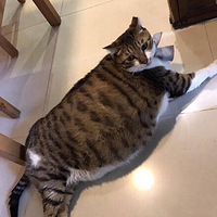 ����������è