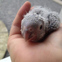 һֻС̫����һ����������