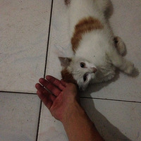 ������һֻè�� ��ɫè �Ҽ񵽵� �����Ǹ�