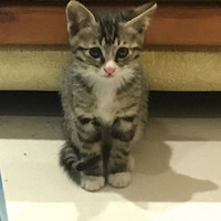 �����ĸ��µ�Сè������ˣ������İ�è��ʿ����