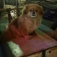 ����6��26����8������ʯ���������Ŷ�ʧ�������Ѿ�12������