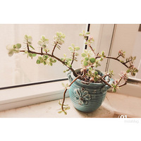 ����   �Ļ�