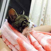 ��������Ե���������С��è�������ڵľŽ��أ��Ҿ�����ʲô����