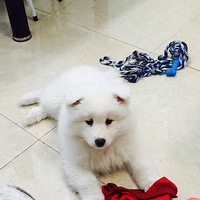 ��������Ե����ħ�ġ���ʹ��