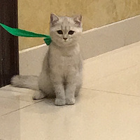 ��ҿ�����������ʲôè