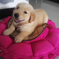 �³衣����