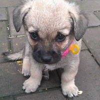 ��������Ե�����ǿɰ���С�һ�(�л���԰Ȯ)