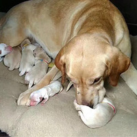 ��������Ե�����İ�������