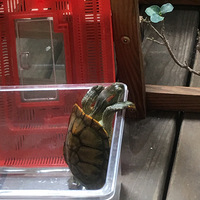 ��������Ե����������