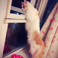 ��������Ե���ɰ�������������