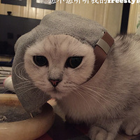 ��������Ե������һֻΪ��ʺ�Ĳ������ĵĺ���