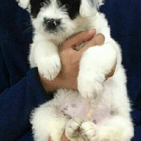 ��һ���˺�����ι����ֻ������