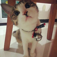 ��������Ե���Ҽ���ֻè?���ճ�