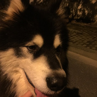 ����˹����������