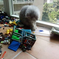 ǮǮ������ֳ�