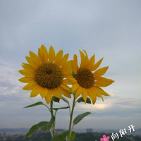 ��ֻ�����㻨