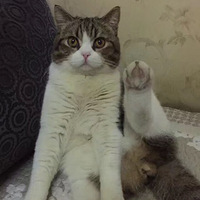 ��һ���ϸ�Ĳ�ʺ��