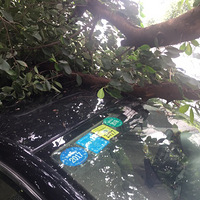 �����������š�Ұ���з��գ�ͣ�������