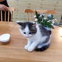 ���ĺ�����Ľ�հű�