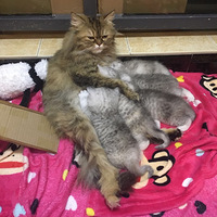 ����һֻ�������6ֻ���������������