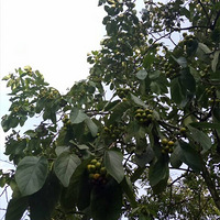 ɽ�������ı����ж����˳Թ�����ɱ����ı��ۣ��Դ�����