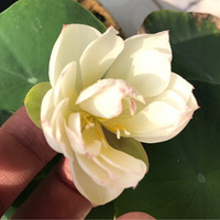 ���������������������ڿ����ˡ�