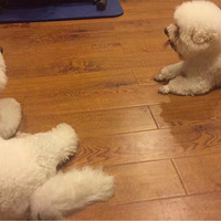 �ҵ�С����˹���