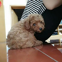 ���Ȯ��������